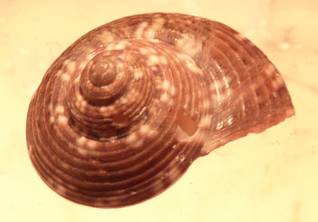 Trchidae Gibbula umbilicaris umbilicaris ?